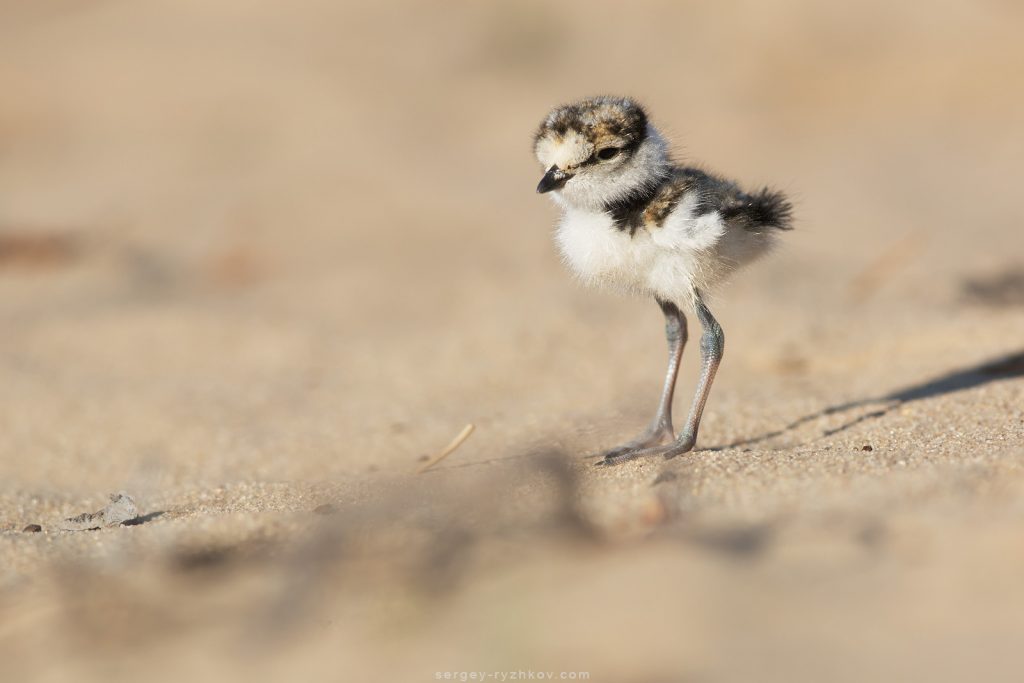 Пташеня малого пісочника, Little ringed plover chick