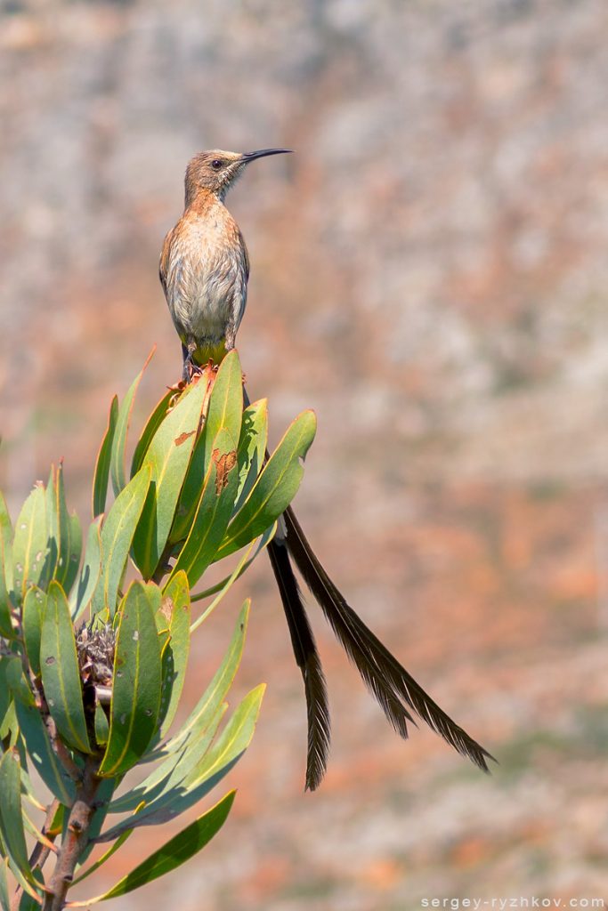 Капський медосос, Cape sugarbird (Promerops cafer)