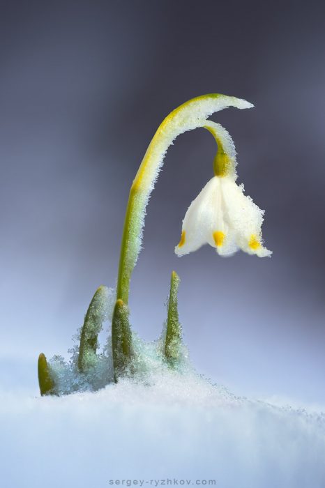 Leucojum vernum. Spring wildflower in the snow. Carptahians, Ukr