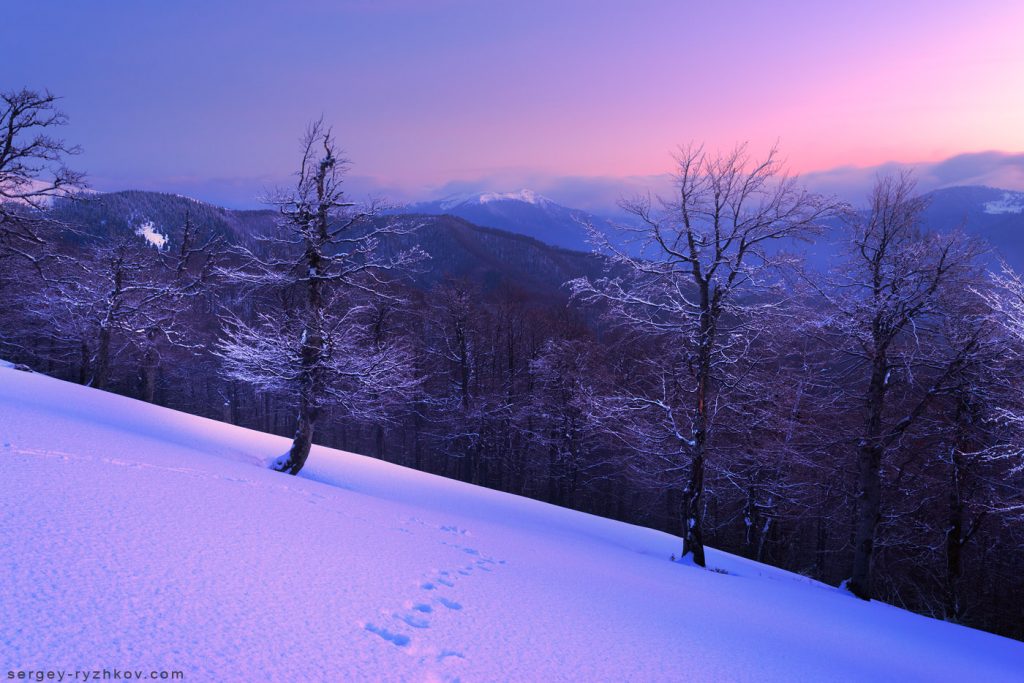 Winter forest in mountains. Carpathians, Ukraine