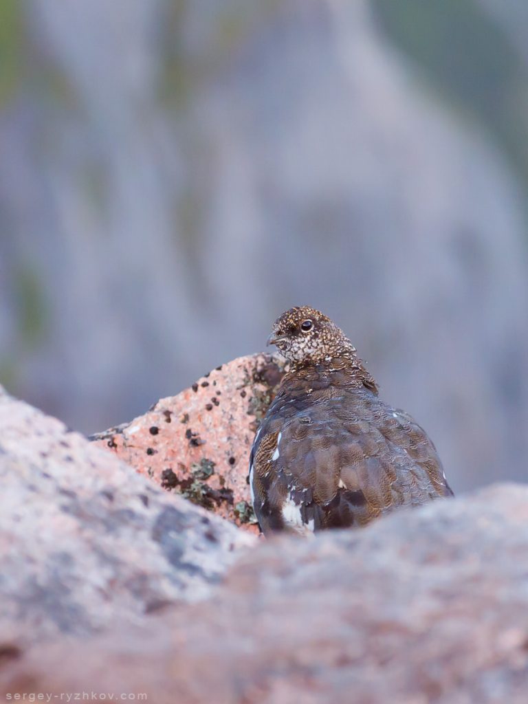 Rock ptarmigan (Lagopus muta). Female in summer