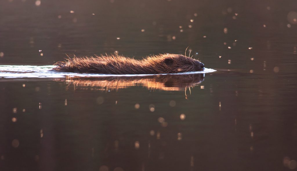 Eurasian beaver is swimming in evening light. Castor fiber