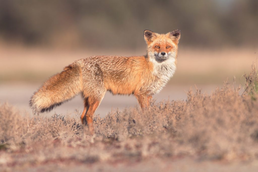 Red fox on Kinbrun peninsula, Ukraine. 